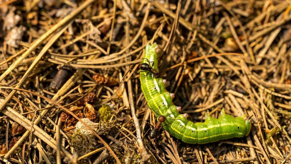 Des fourmis attaquent une chenille