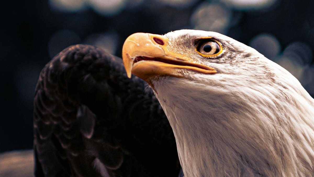 Dramatic close-up of a bald eagle's head with focus on its intense gaze and powerful beak.