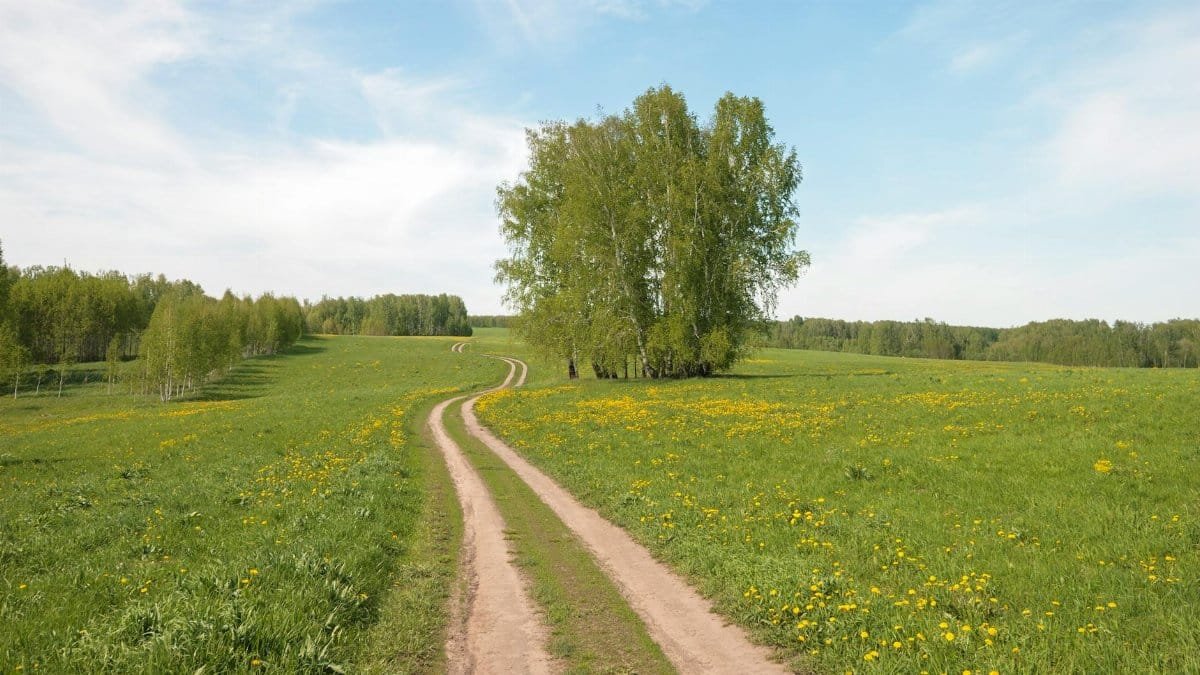 A serene rural scene with a dirt path, lush greenery, and a clear blue sky.
