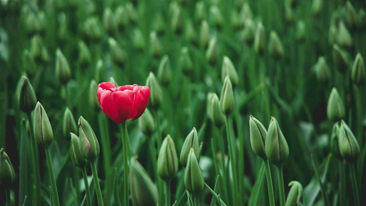 A single vibrant red tulip stands out in a field of green buds, showcasing beauty in nature.