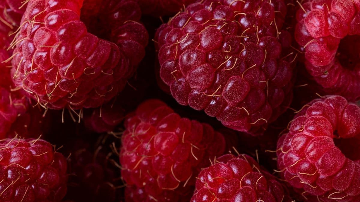 Macro shot of juicy red raspberries highlighting their vibrant color and texture.