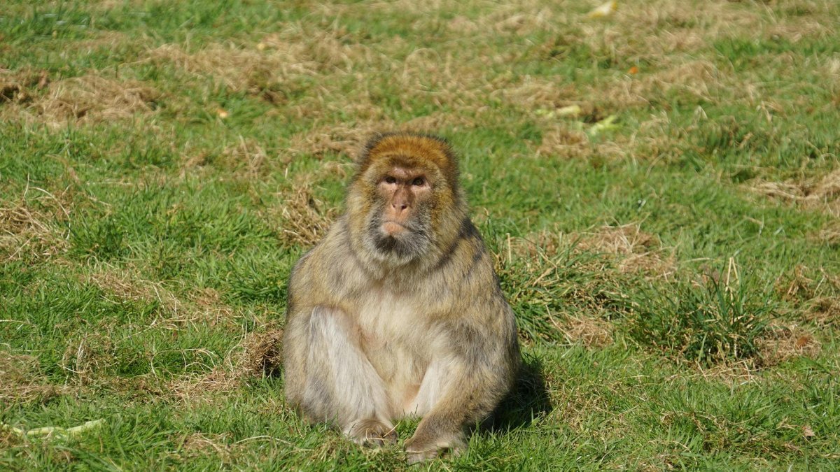 Barbary macaque sitting calmly on grass in a field, enjoying nature.