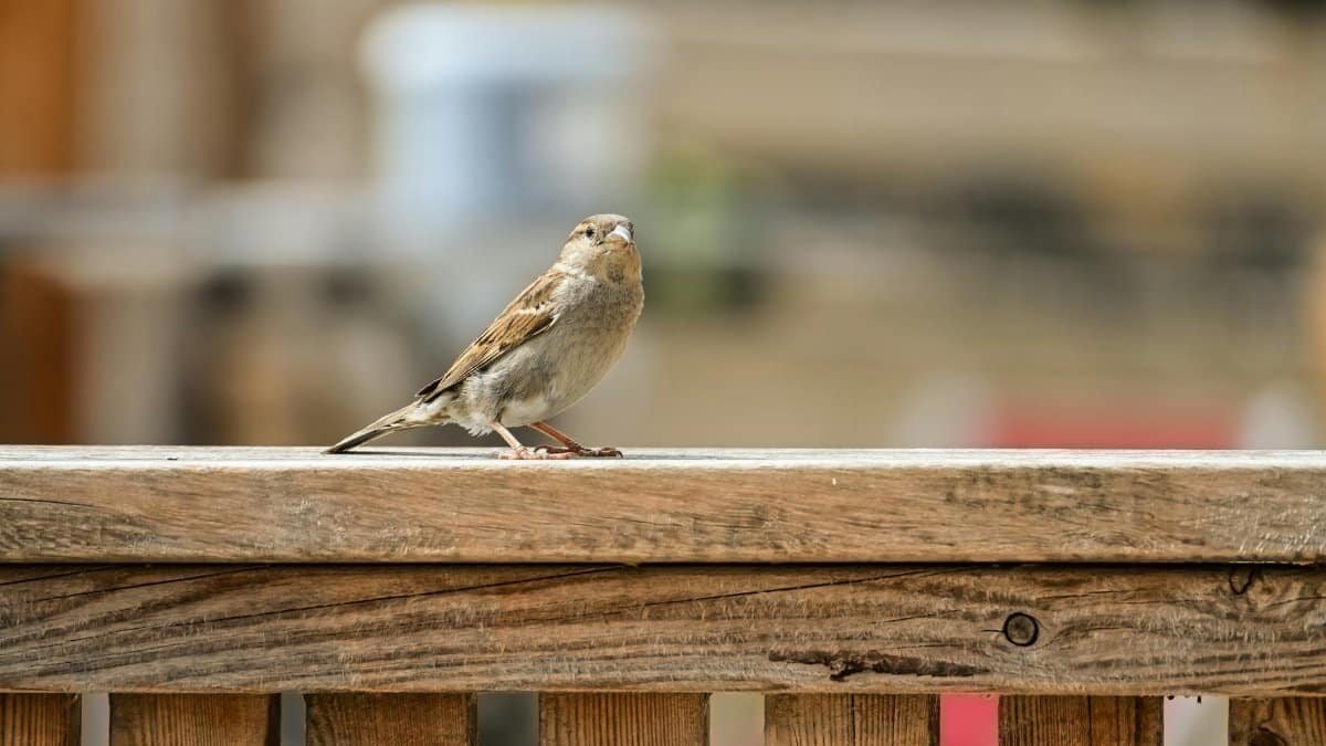 Captivating shot of a house sparrow on a wooden fence, showcasing its delicate feathers in a natural setting.