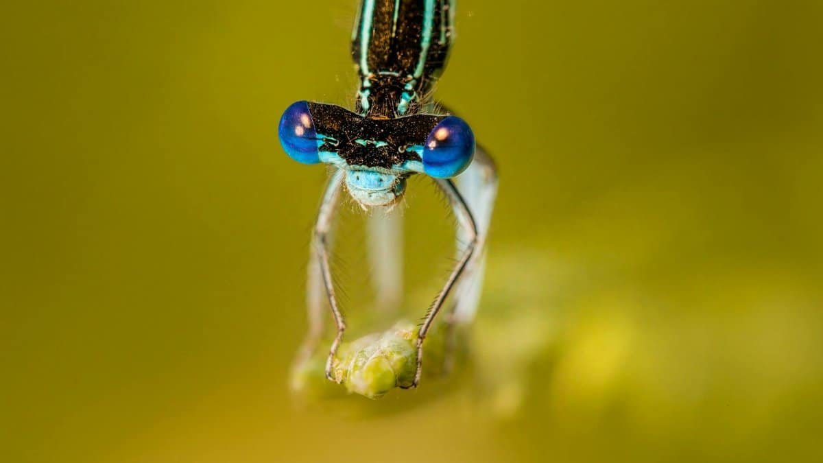 Close-up of a blue-eyed dragonfly perched on a plant, showcasing intricate details.