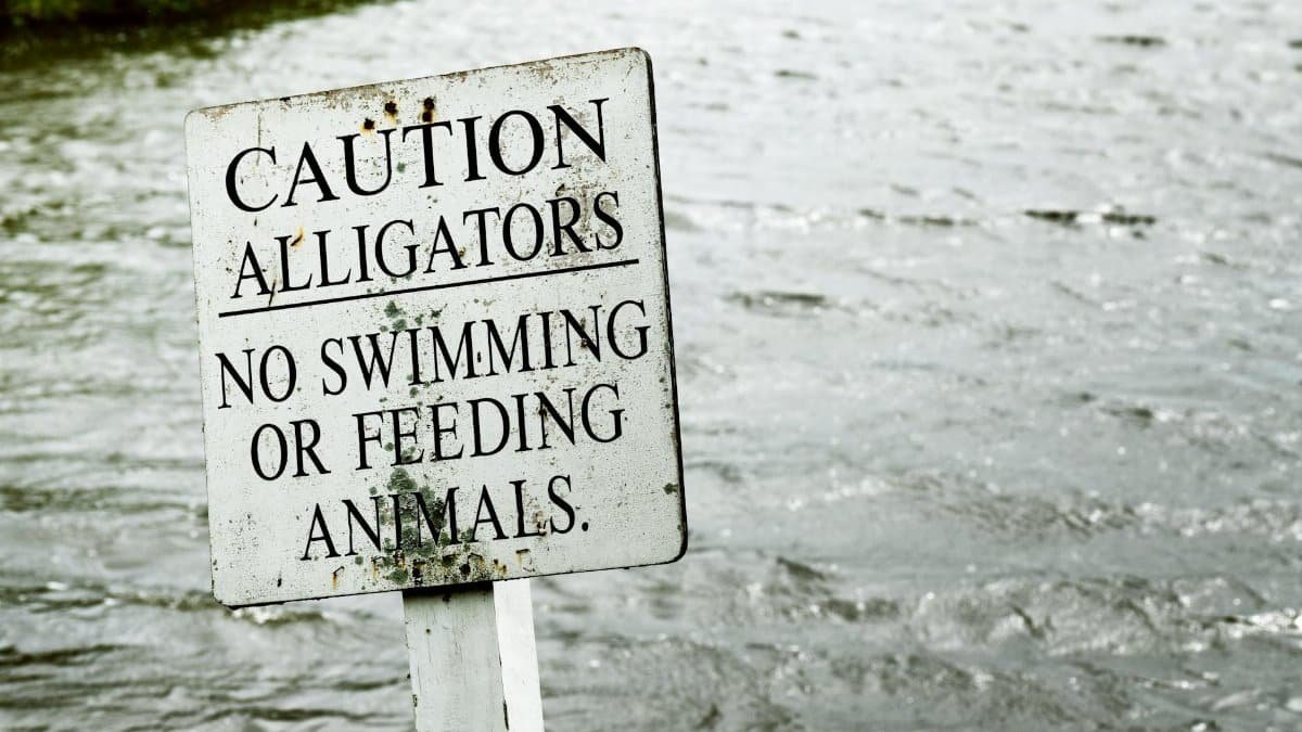 A warning sign by the water cautioning about alligators, no swimming or feeding allowed.