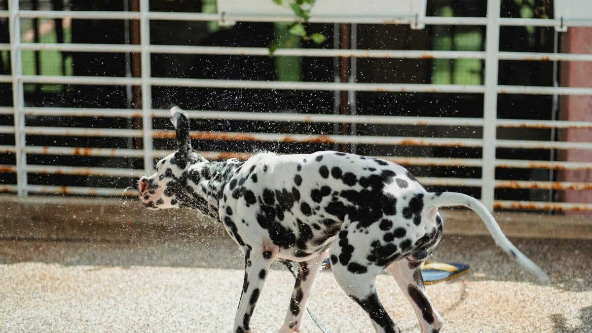 Playful Dalmatian dog shaking off water in an outdoor setting, capturing movement and joy.