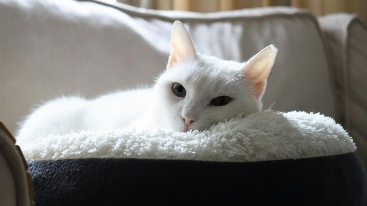A serene white cat relaxing in a plush bed on a sofa indoors.