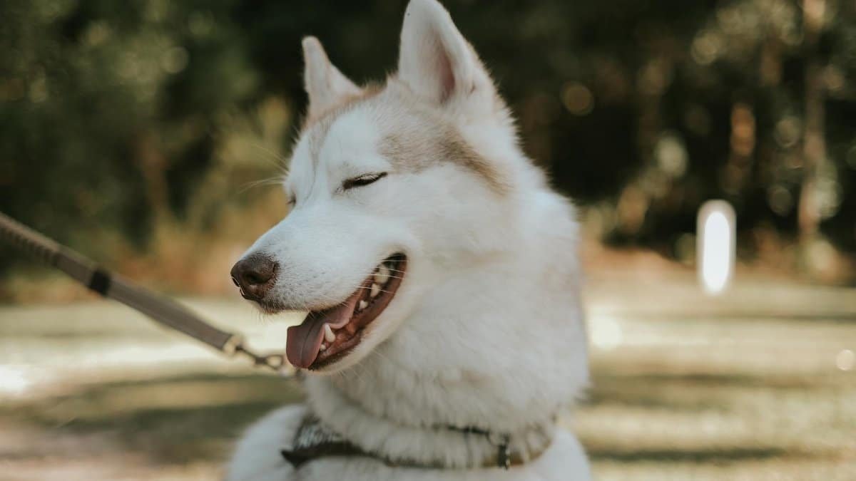 Cute Siberian Husky with a leash smiling in a park. Blur background highlights its playful nature.