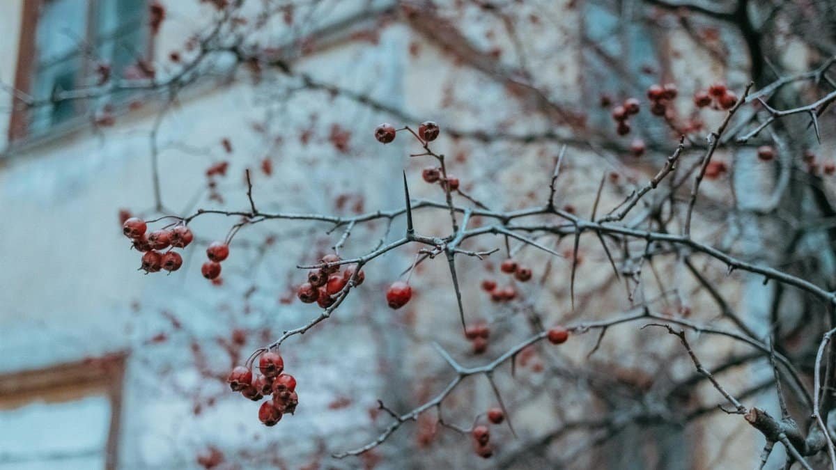 Close-up of frosty red berries clinging to bare branches in a winter landscape with blurred background.