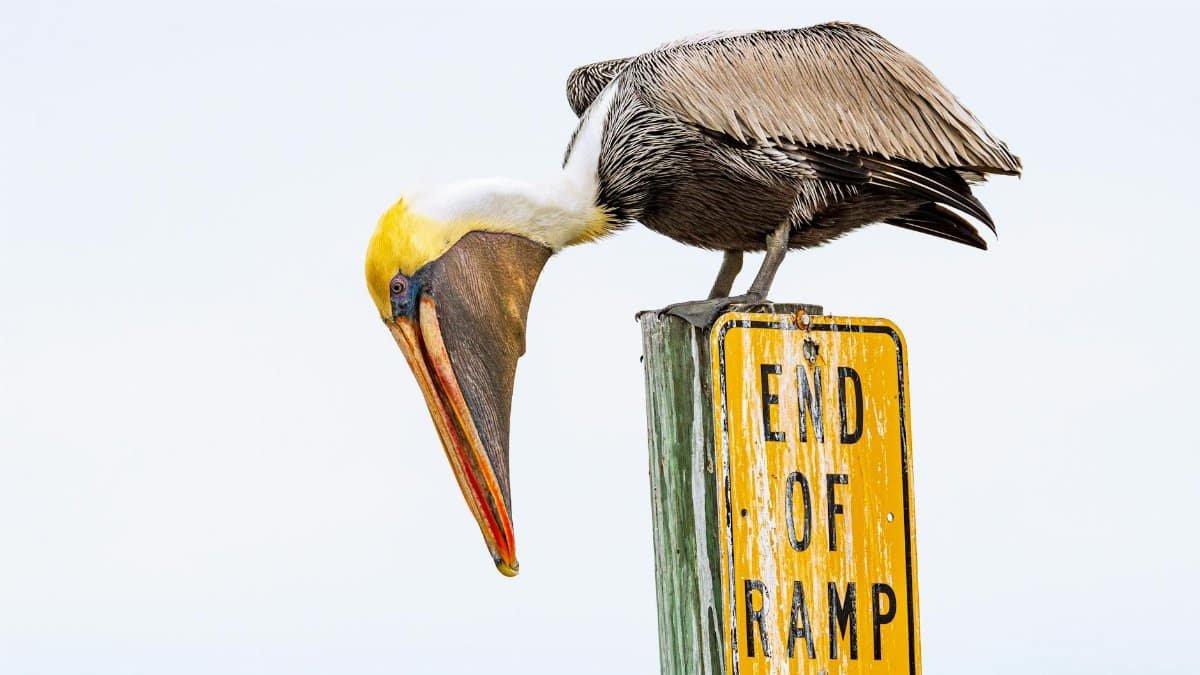Brown pelican resting on an 'End of Ramp' sign. Wildlife photography from Florida coast.