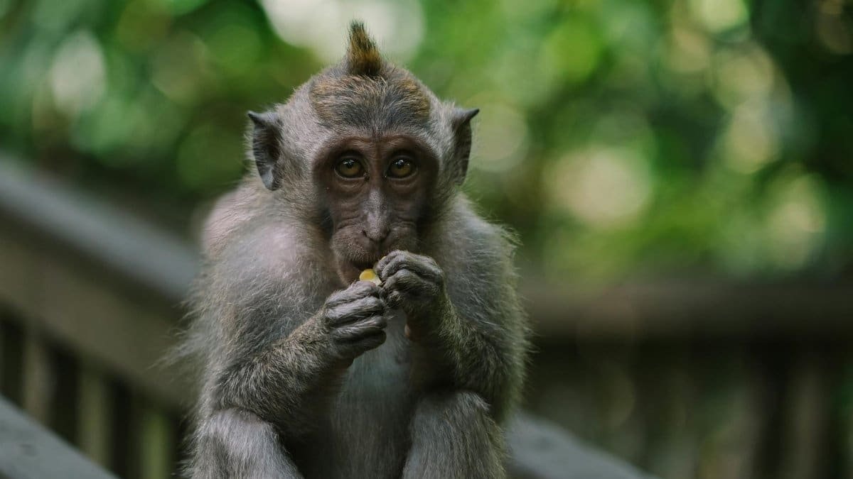 A curious macaque monkey eating in a lush forest setting in Bali, Indonesia.