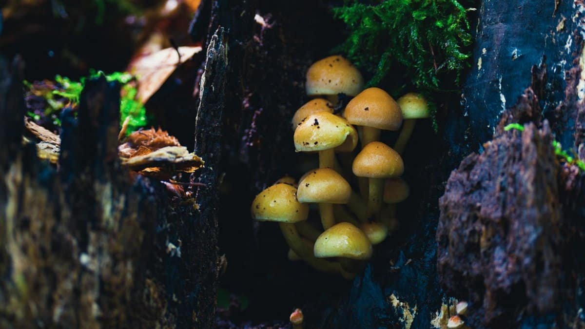 A vibrant cluster of mushrooms growing on a mossy log in a serene forest in Salzgitter, Germany.