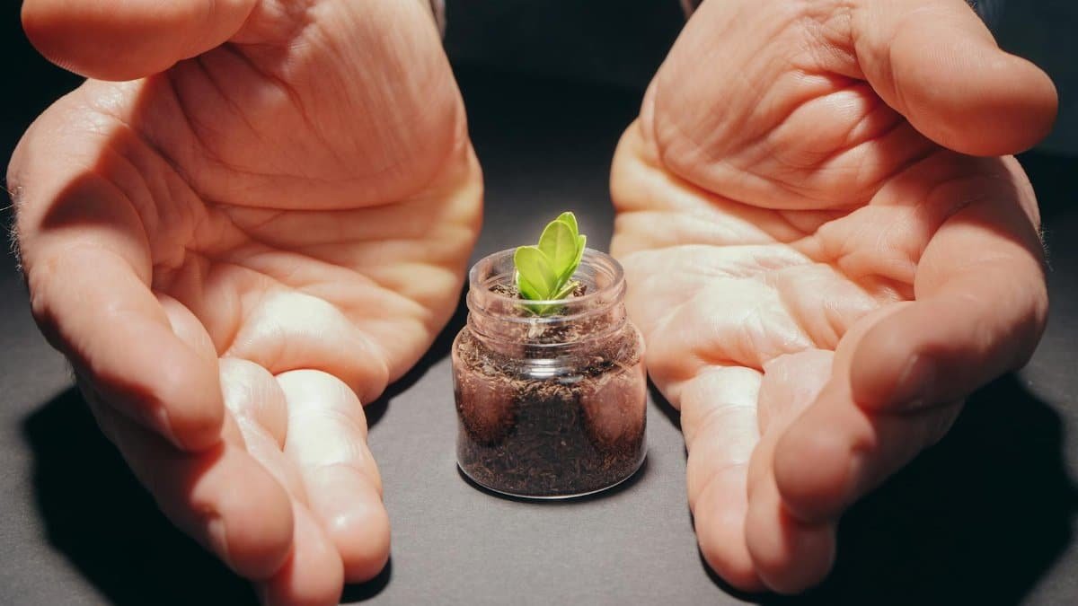 Hands gently cradle a small plant in a jar, symbolizing care and growth.