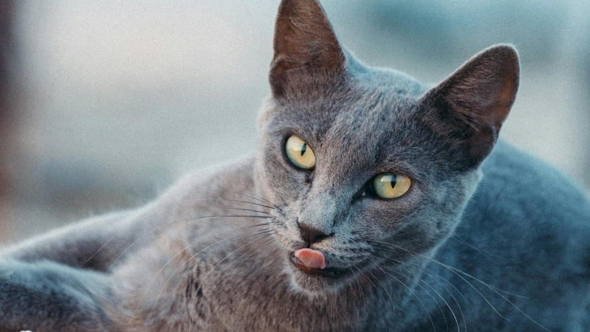 6. Sharpening Attention Span