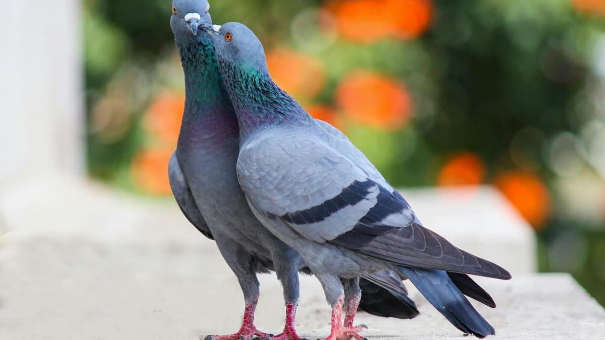 Close-up of two pigeons on a ledge with blurred greenery in Bengaluru, India.