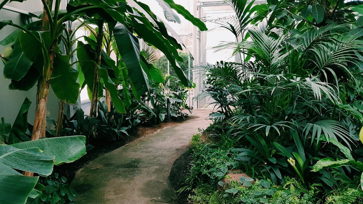 Explore the vibrant tropical plants lining this greenhouse pathway in Berlin.