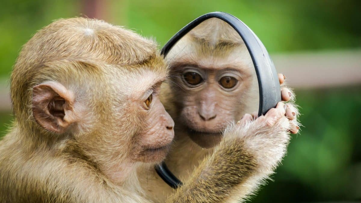 A macaque monkey curiously examines its reflection in a handheld mirror outdoors.
