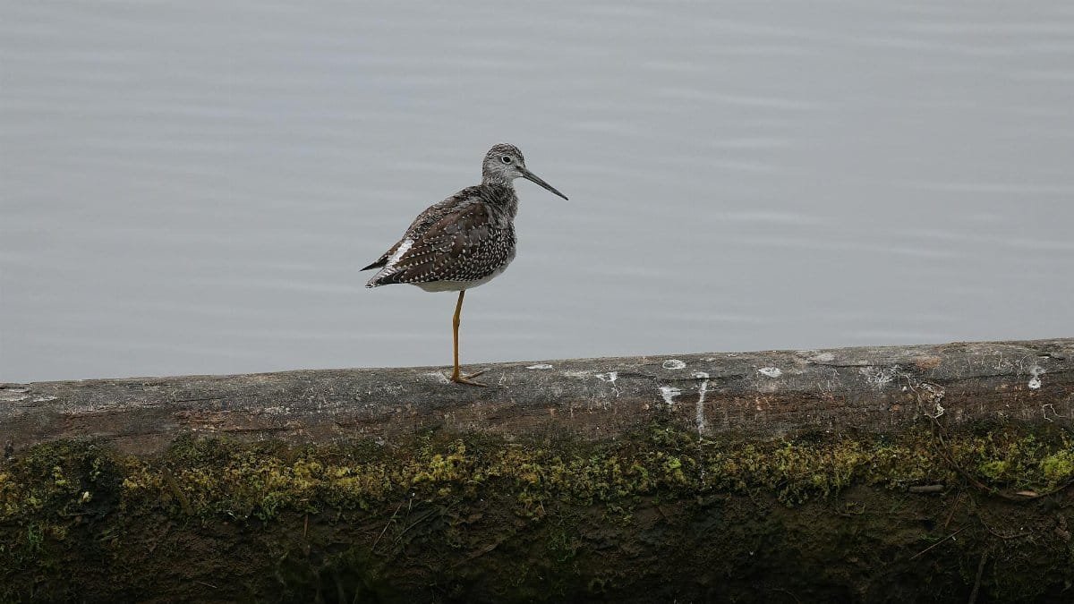 Free stock photo of avian, bird, greater yellowlegs
