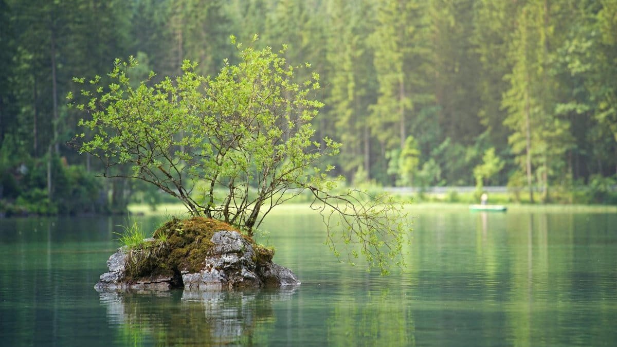 A peaceful isolated tree on a rocky islet surrounded by a calm lake and lush forest.
