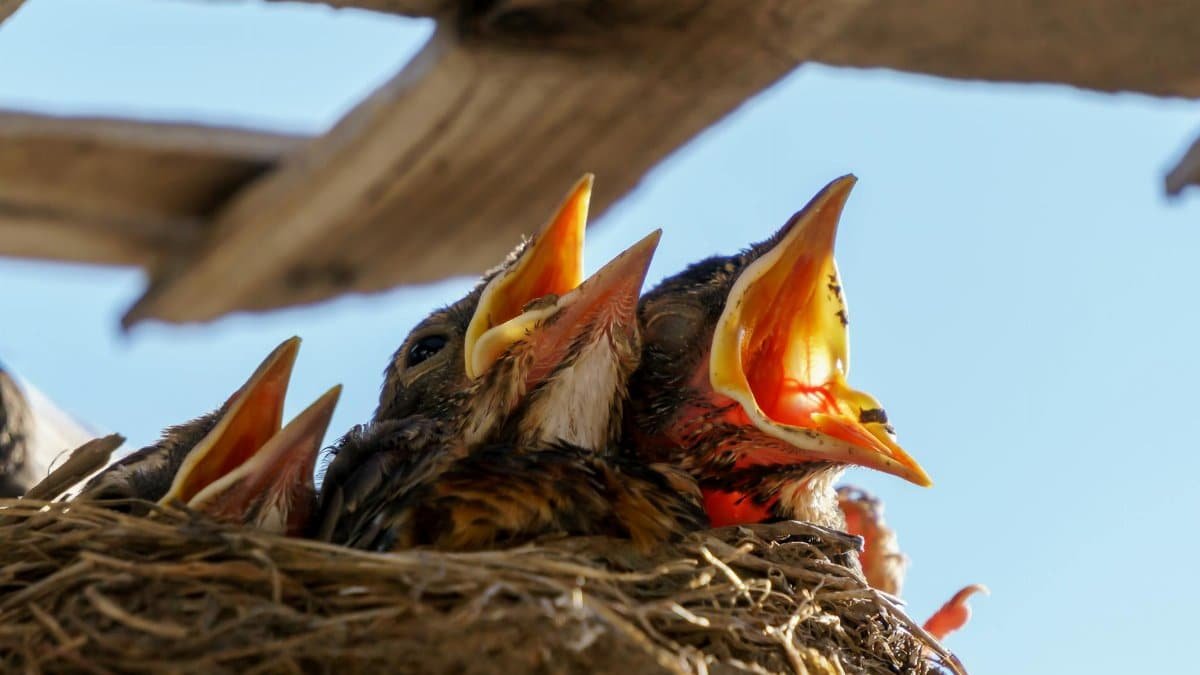 Closeup of nestling birds with open beaks in a nest, under clear sky.