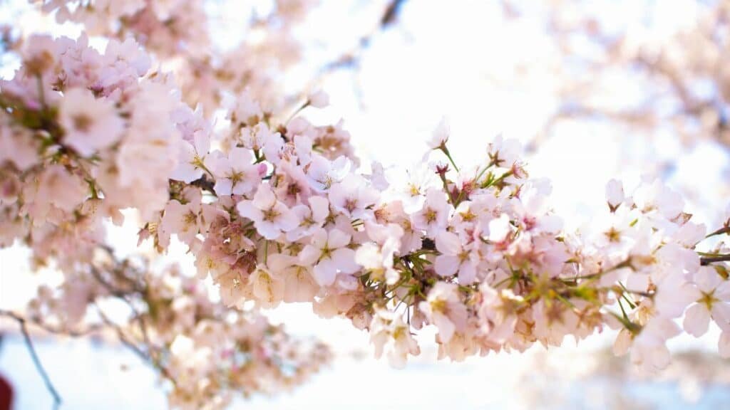 Close-up of pink cherry blossoms blooming in springtime Washington DC.
