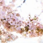 Close-up of pink cherry blossoms blooming in springtime Washington DC.