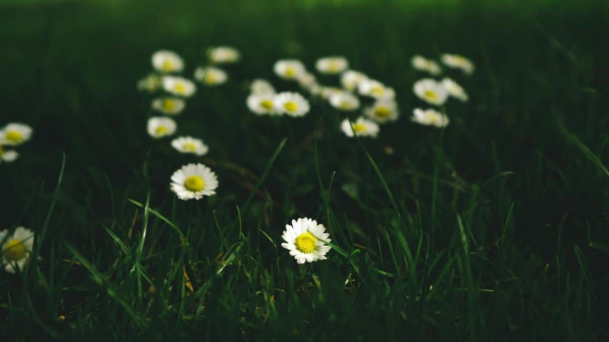 Beautiful daisies blooming on lush green grass, capturing a peaceful and natural scene in Auckland, New Zealand.