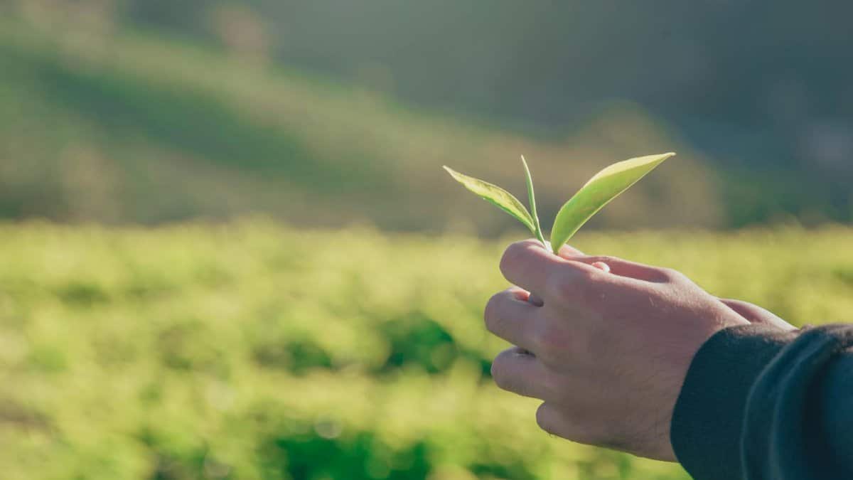 Close-up of a hand gently holding a sapling against a sunny field, symbolizing growth.