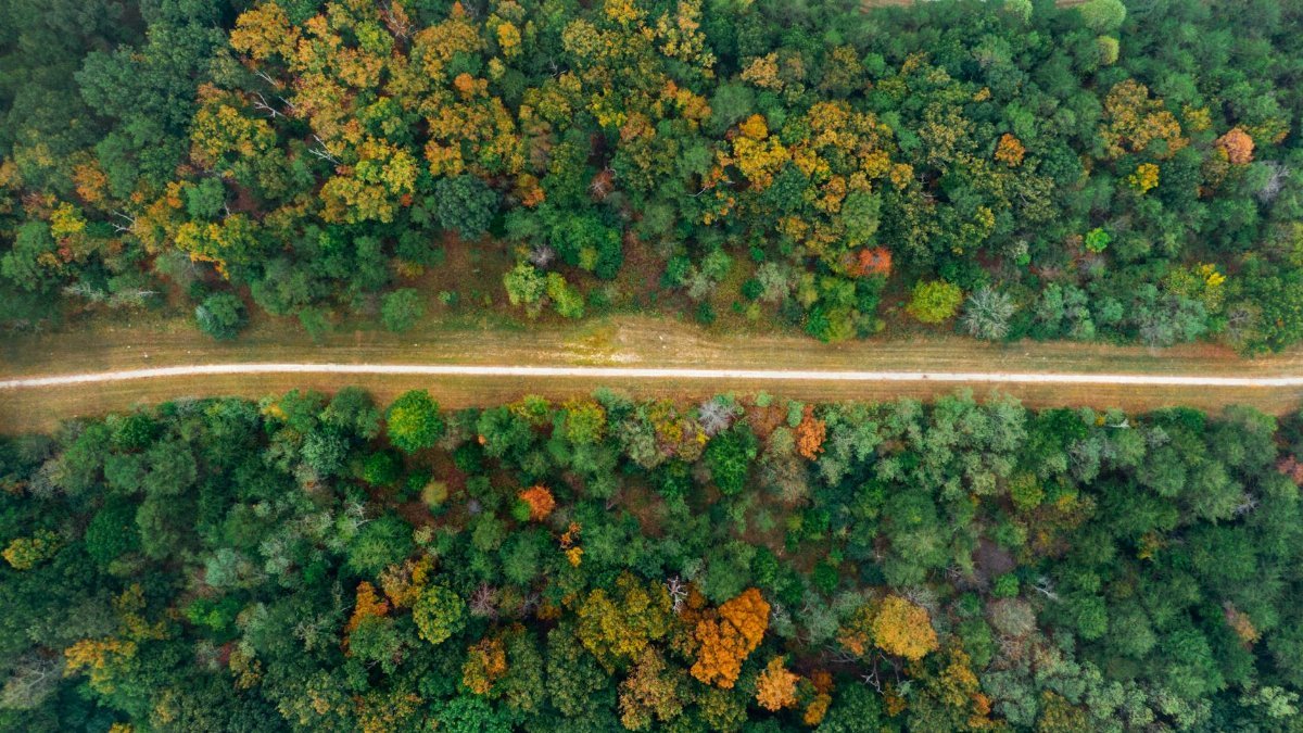 Discover the beauty of a vibrant forest path from above, showcasing autumn colors.