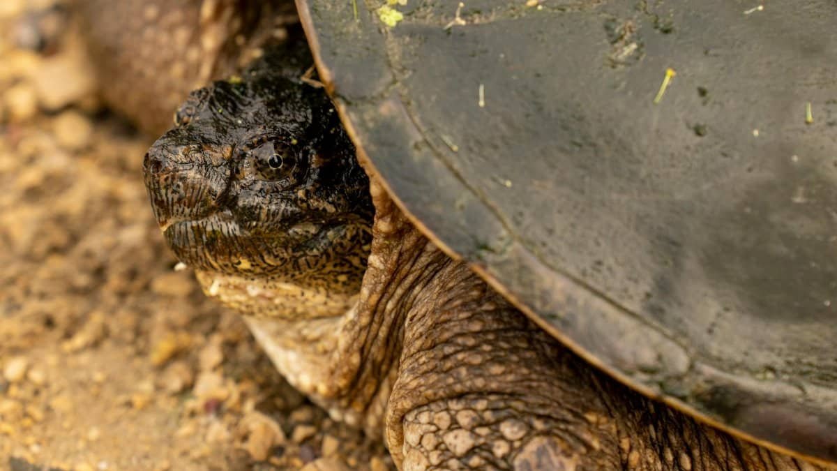A detailed close-up of a common snapping turtle (Chelydra serpentina) in its natural habitat.