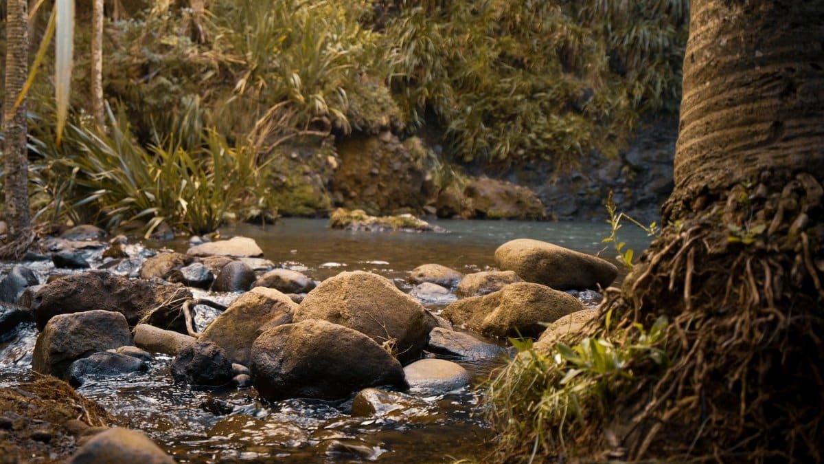 Tranquil riverside with lush greenery and rocks in Karekare, Auckland, New Zealand.
