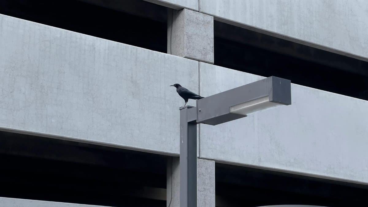 A lone crow perched on a street light outside a contemporary parking structure in Phoenix.