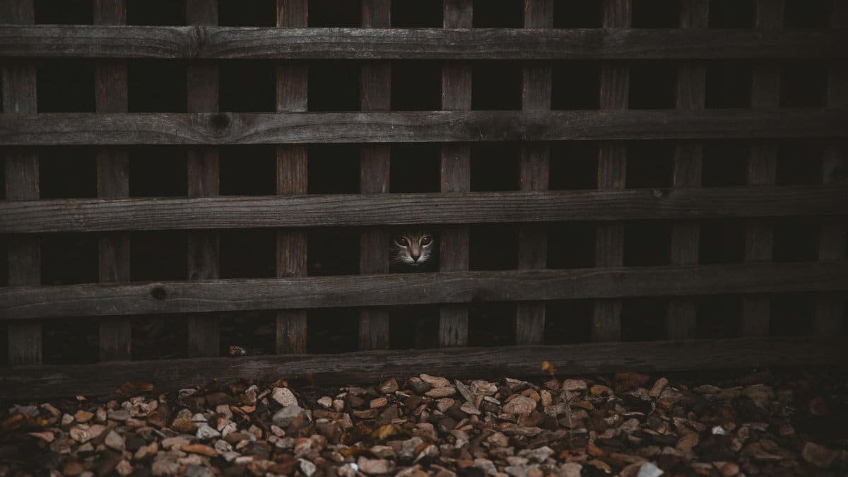 A cat peeks through a wooden lattice fence above a bed of stones, creating a mysterious mood.