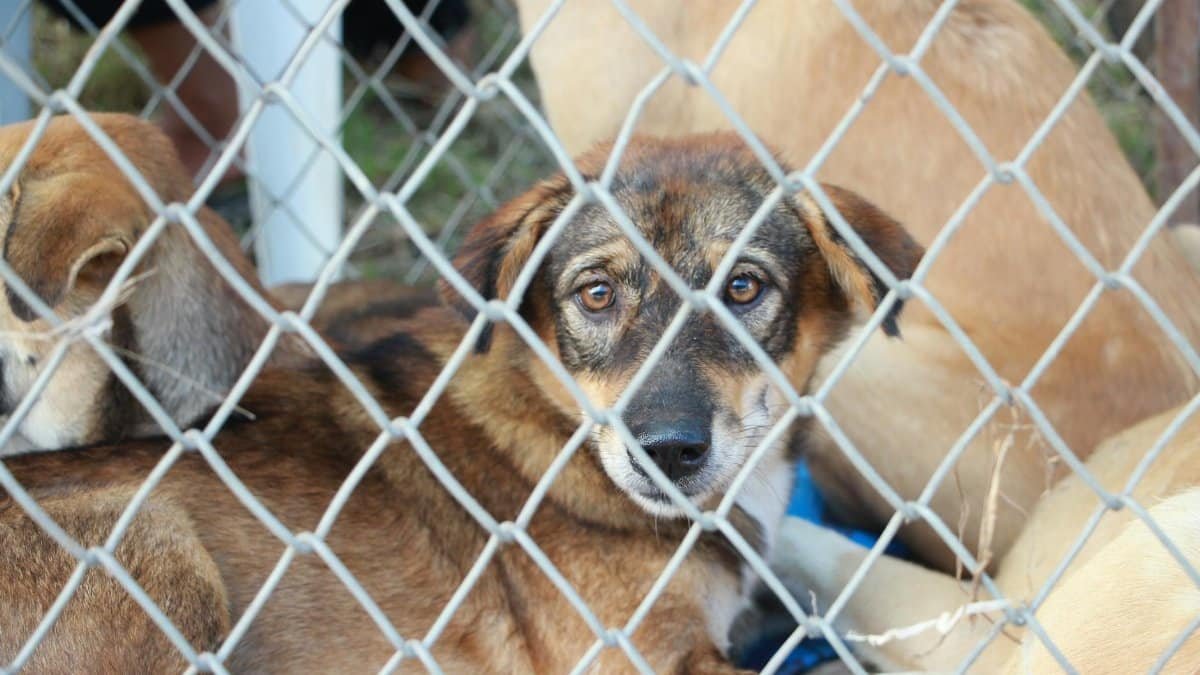 A rescue dog looks through a wire fence, living in a shelter awaiting adoption.