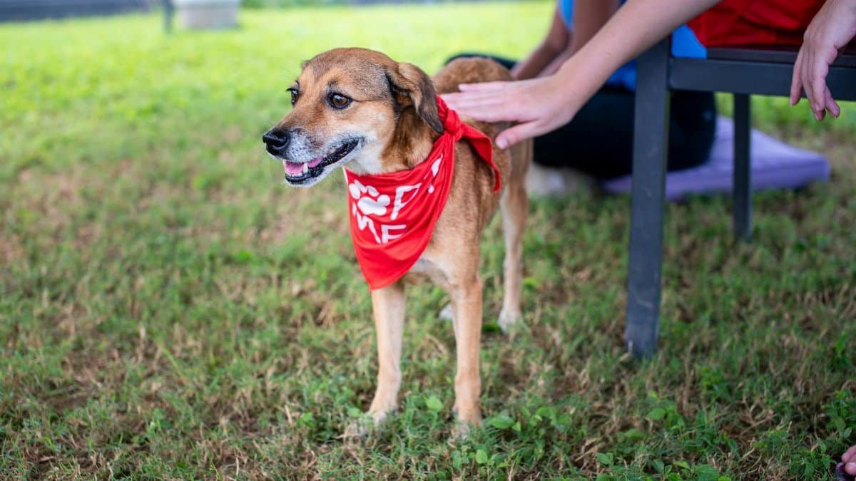 Heartwarming image of a rescue dog being petted in a Trinidad park, promoting adoption.