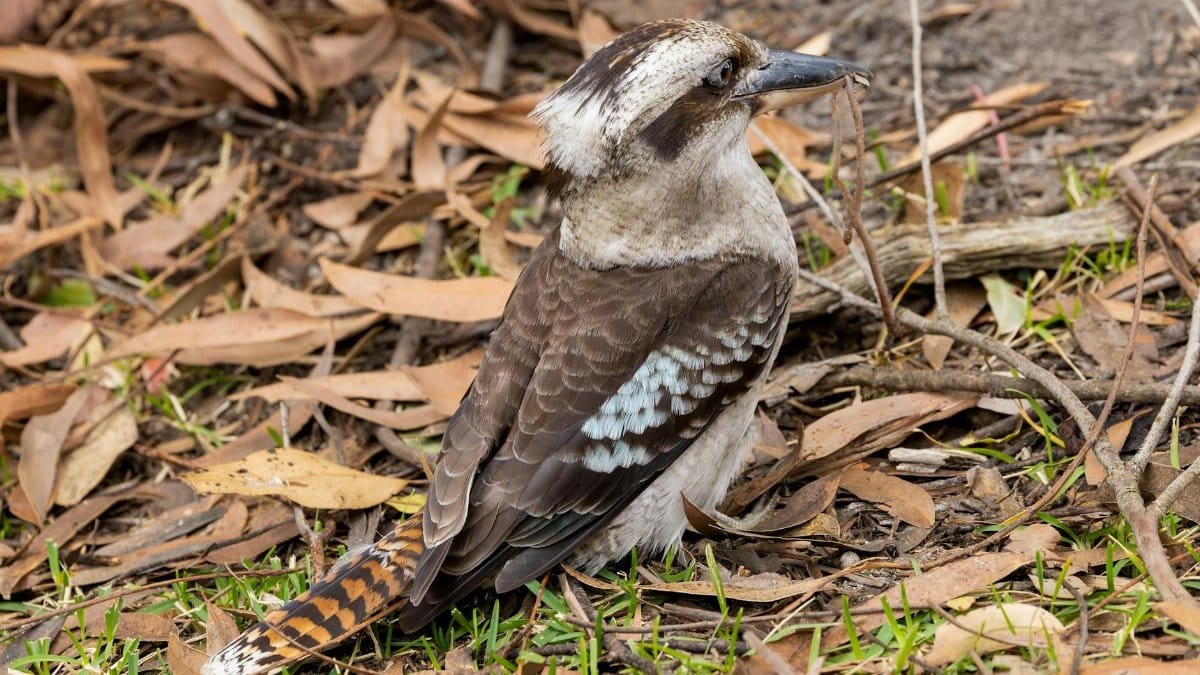 Kookaburra with a morning snack.