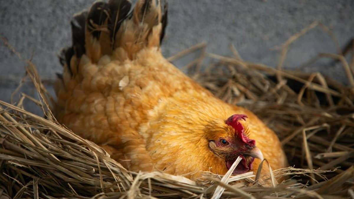 Close-up of a golden hen resting in straw, showcasing the serene and natural setting.