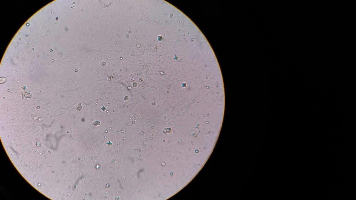 Health Benefits Backed by Science