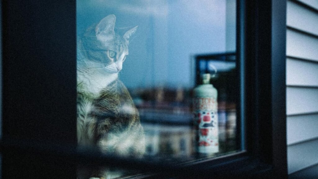 A serene cat gazes out of a window with a scenic view of the New York skyline.