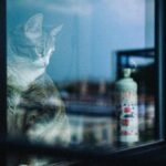 A serene cat gazes out of a window with a scenic view of the New York skyline.