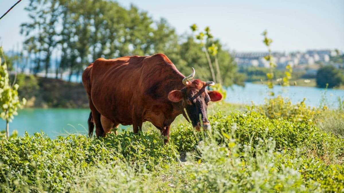 A brown cow peacefully grazes on lush grass beside a tranquil lake under a clear blue sky.