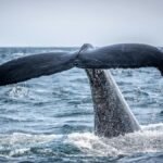 A majestic humpback whale tail rises from the ocean in Boston, MA.