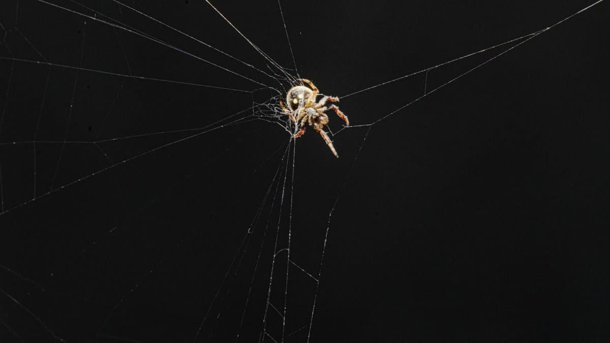 Detailed macro shot of a spider in its web against a dark backdrop, showing intricate web patterns.