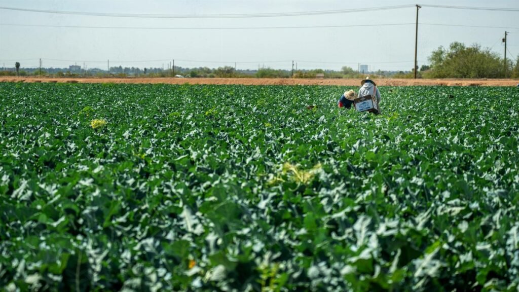 Workers tending broccoli crops on a sunny day at a Scottsdale, AZ farm.