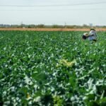 Workers tending broccoli crops on a sunny day at a Scottsdale, AZ farm.