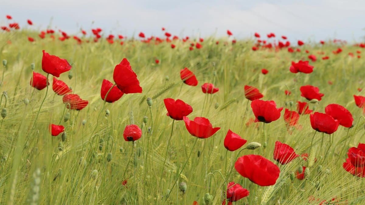 Capture of vivid red poppies flourishing in a lush green field under a bright sky.