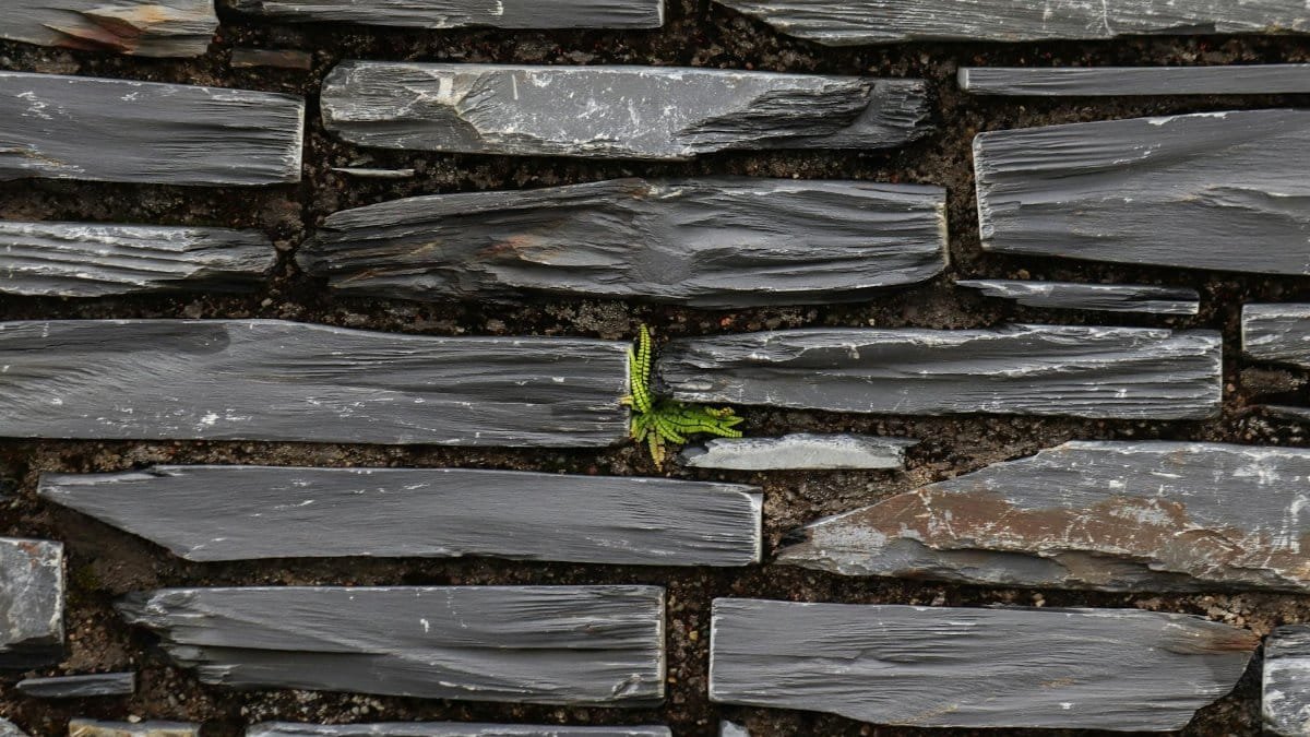 A detailed view of a single fern leaf sprouting through an old stone wall, showcasing nature's resilience.