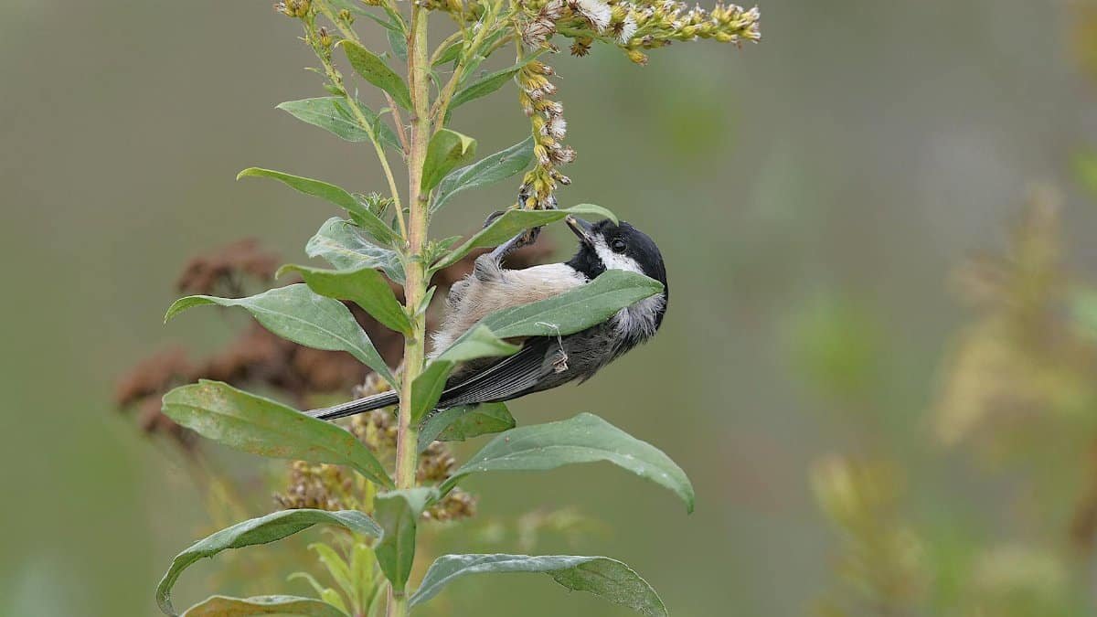 Free stock photo of avian, bird, chickadee