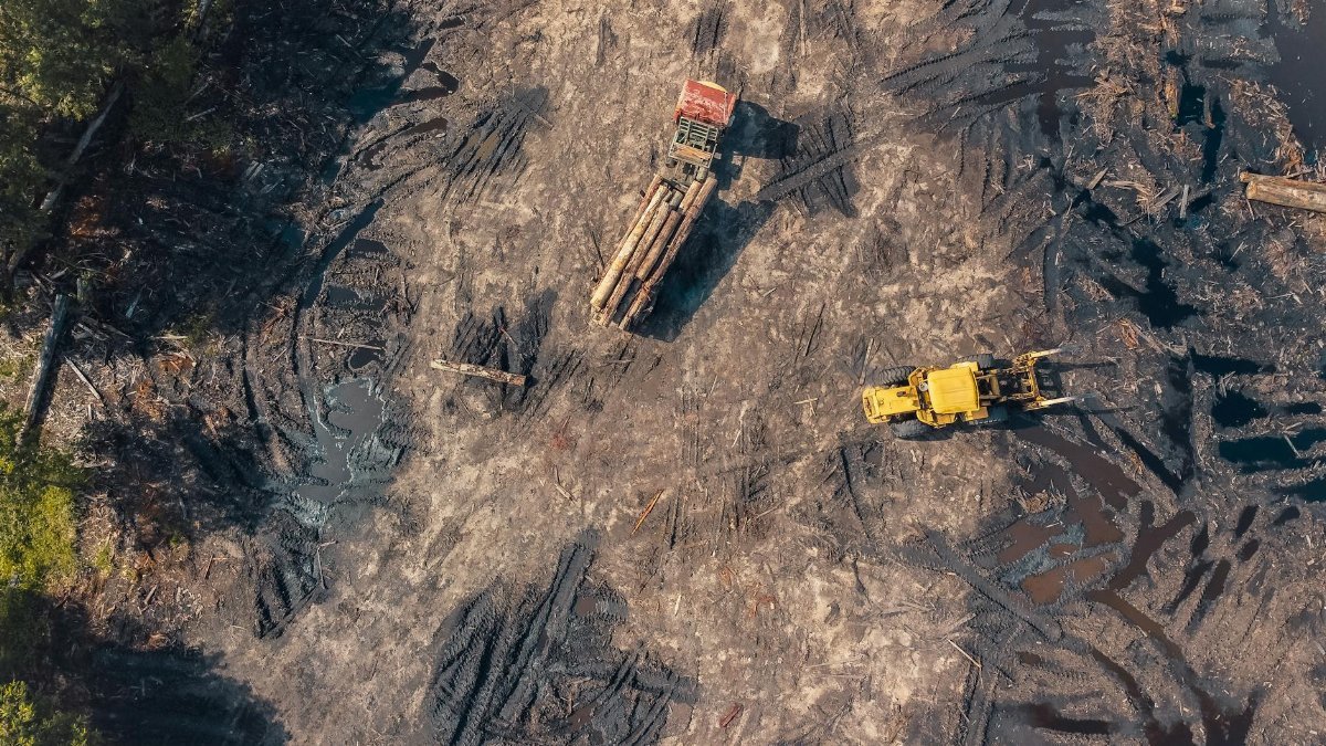 Aerial shot capturing heavy machinery at a deforestation site, highlighting environmental impact.