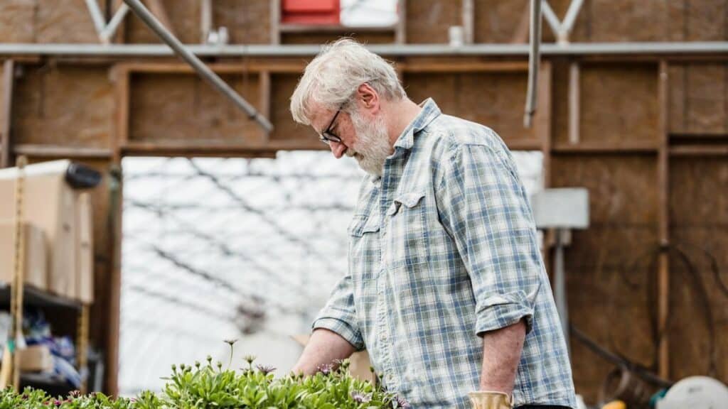Senior male gardener in plaid shirt carefully tending to plants inside a greenhouse.